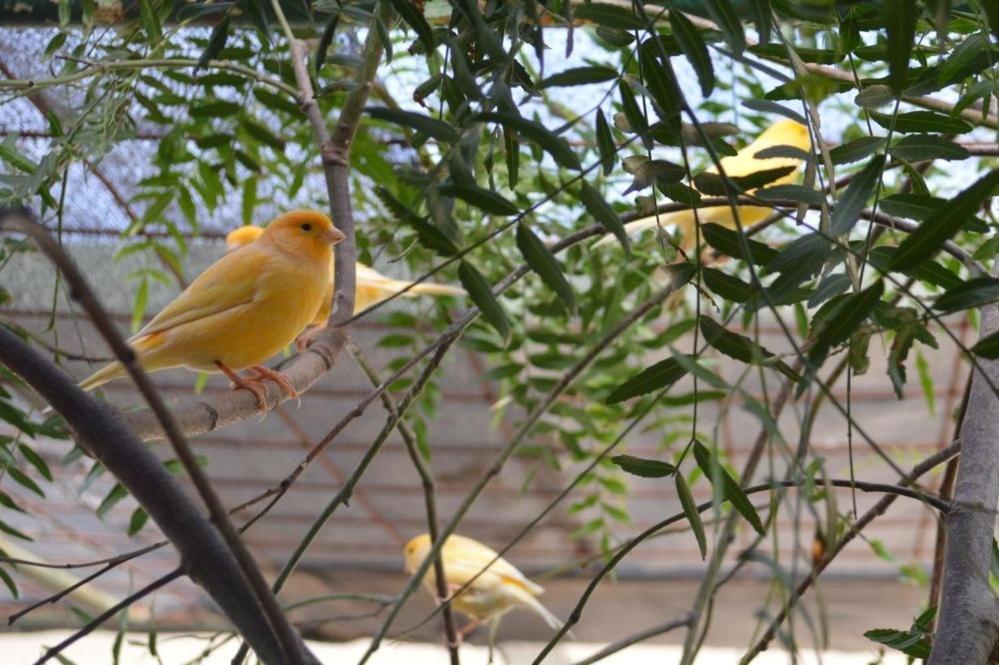 Paringa Caravan Park Renmark Bagian luar foto